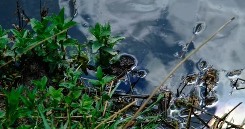 Brown frog in the lake Stock Footage 240901450