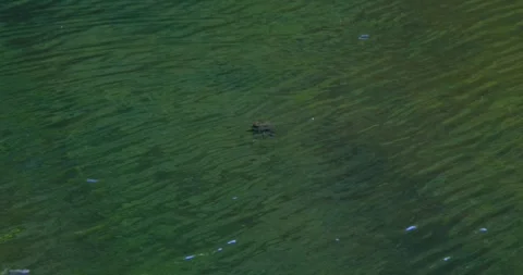 Brown frog in the lake Stock Footage 240901455