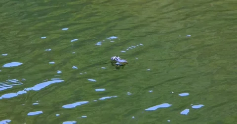 Brown frog in the lake Stock Footage 240901463