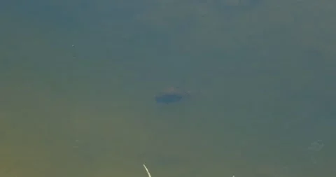 Brown frog in the lake Stock Footage 240901514