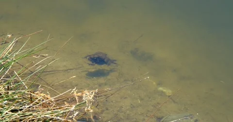 Brown frog in the lake Stock Footage 240901520
