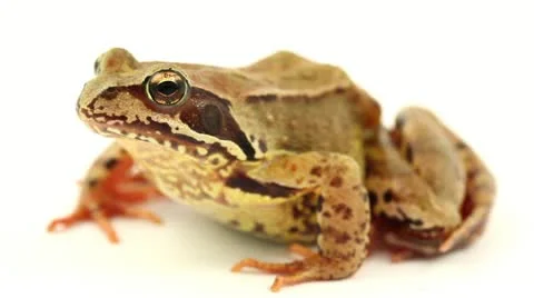 Brown frog o white close view Stock-Footage 11499982