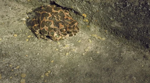 Brown frog or toad Stock Footage 62993575