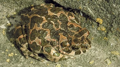 Brown frog or toad Stock Footage 69984436