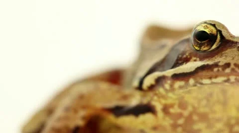 Brown frog pan right Stock Footage 11500033