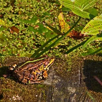 Brown frog Stock Photos