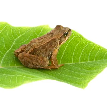 Brown frog Stock Photos