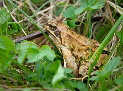 Brown frog Stock Photos