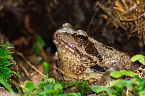 Brown frog Stock-Fotos