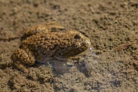 Brown frog Free Stock Photos