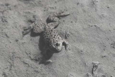 Brown frog Free Stock Photos