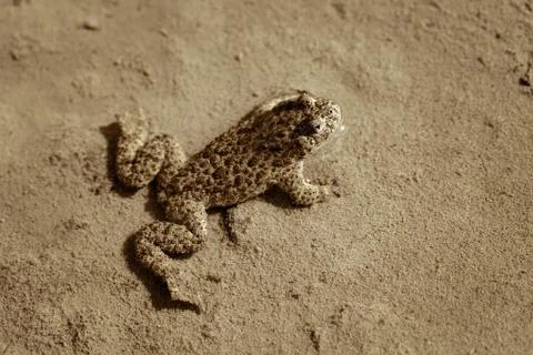 Brown frog Free Stock Photos