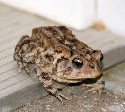 Brown frog Stock Photos