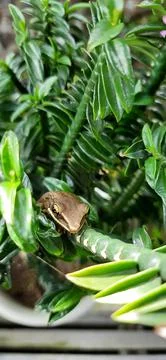 A brown frog Stock Photos