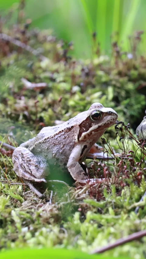 Brown frog resting on green moss, close up. Vertical Stock Footage 332816466
