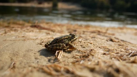 Brown frog on the sandy shore Stock Footage 116543747