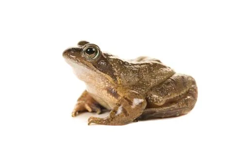 Brown frog seen from the side isolated on a white background Stock Photos