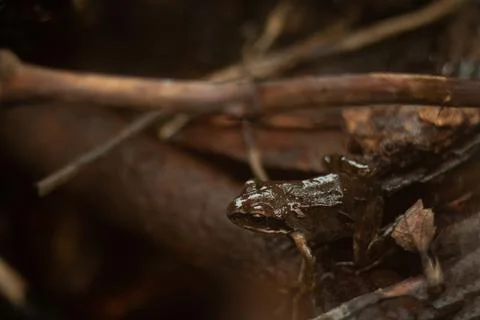 A brown frog sits on the branches of a tree Stock Photos