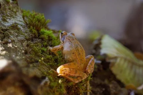 A brown frog sits in a deciduous forest Halle (Saale) Saxony Anhalt German... Stock Photos