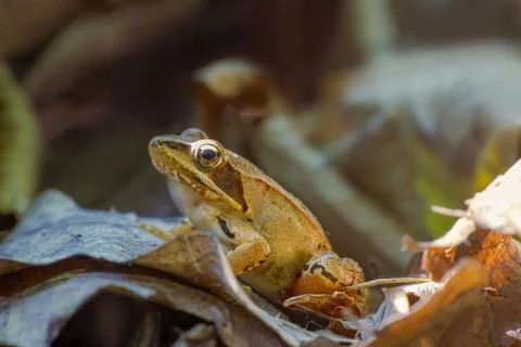 A brown frog sits in a deciduous forest Halle (Saale) Saxony Anhalt German... Stock Photos