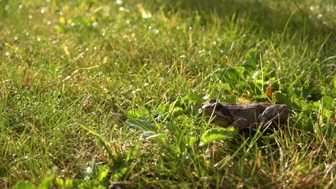 The brown frog sits in the grass and then jumps away Stock Footage 163861153