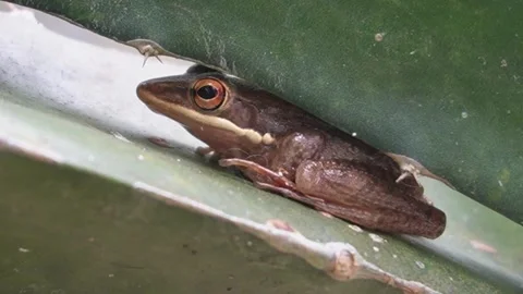 Brown Frog Sitting Calmly Under Dragon Fruit Tree for Wildlife and Nature Vide Stock Footage 330398827