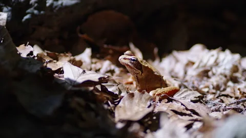 Brown Frog Sitting on Dry Leaf Litter in Dappled Forest Light Stock Footage 344591868