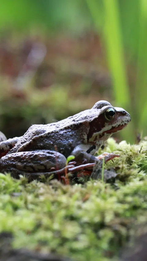 Brown frog sitting on green moss, camouflage. Vertical 動画素材 331997537