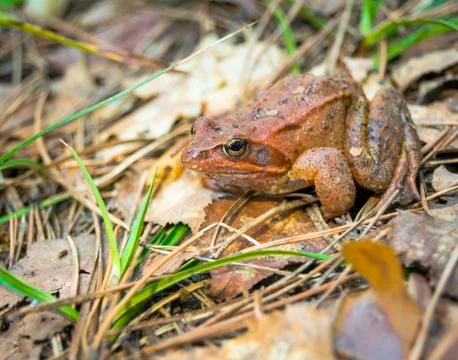 Brown frog sitting on the ground close-up. Stock Photos