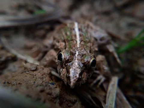 Brown Frog on Soil Closeup Macro Nature Photography Stock Photos