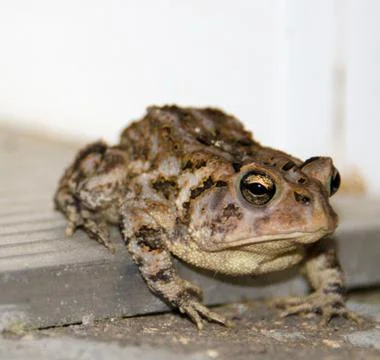 Brown frog on stoop Stock Photos