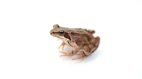Brown frog on a white background. isolated Stock Footage 7905276