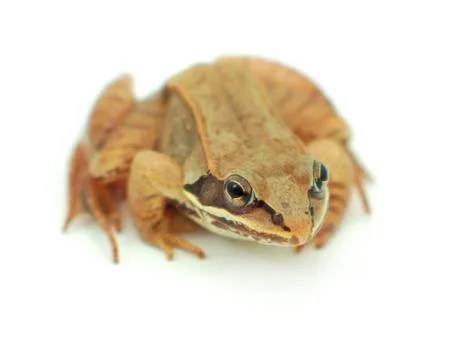 Brown frog on white background Foto stock