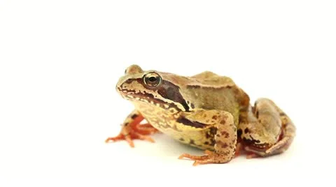 Brown frog on white facing left Stock Footage 11500030