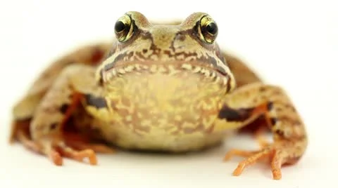Brown frog on white front view Stock Footage 11500021