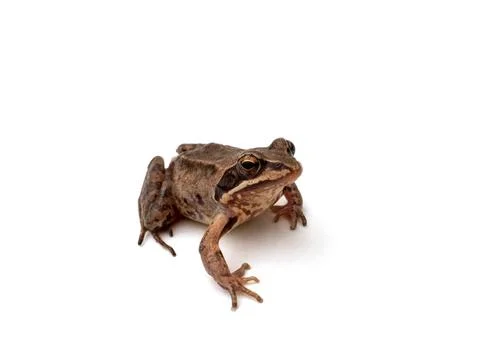 Brown frog on a white, isolated background Stock Photos