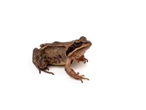 Brown frog on a white, isolated background Stock Photos