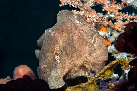 Brown Frogfish on Reef Stock Photos