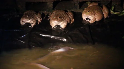 Brown frogs at night Stock Footage 47942932