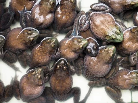 The brown frogs. Stockfoto's
