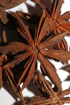 Brown fruit close up botanical background Illicium verum family schisandrac.. Stock Photos
