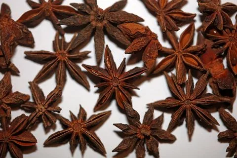 Brown fruit close up botanical background Illicium verum family schisandrac.. Stock Photos