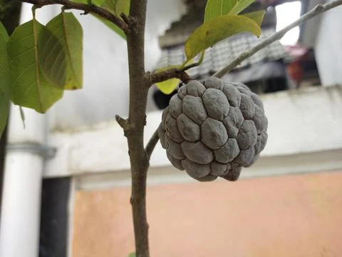 Brown fruit Stock Photos