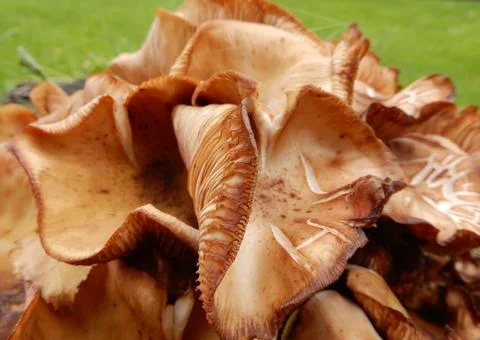 Brown fungus Stock Photos