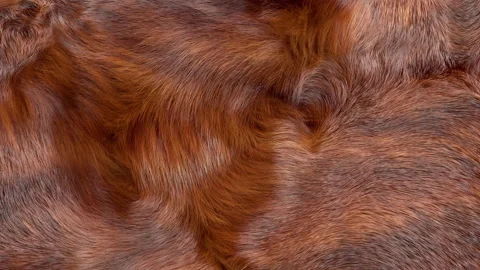 Brown Fur Background Stock Footage 144205004