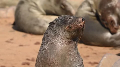 Brown Fur Seal Close Up Resting on Namibia Beach 4k Telephoto Shot Vídeo Stock 338257706