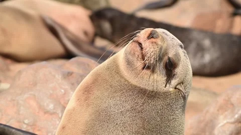 Brown Fur Seal Head Close Up Telephoto Shot Namibia Wildlife Stock Footage 338257728