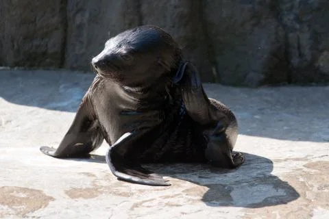 Brown fur seal Foto stock