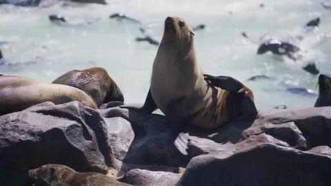 Brown fur seal scratching back with a flipper while resting on rock near water w Stock Footage 333337108