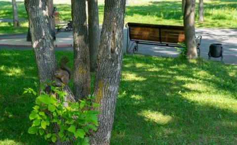 Brown furry squirrel eats and looks wary straight Stock Photos